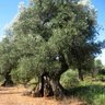 Фото профиля L'albero giUlivo