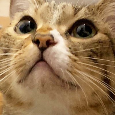 nekocafeponpoko's profile picture