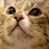 Profilbild von 猫caféぽんぽこ