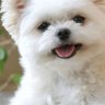 わんこーにゃんこー's profile picture
