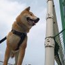 山本健之助 的头像