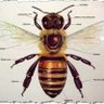 The African Bee profil fotoğrafı