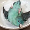 Profilbild von ターコイズくん / サザナミインコ