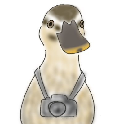 RobeCoot's profile picture