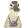karugamoTV / カルガモの人 profil fotoğrafı