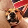 Ribblevalleyfella's profile picture