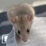 Alec Miller's profile picture