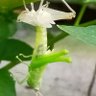 Bos kacang goreng 的头像