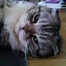 monta(ivu🐈) 的头像