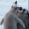 Profilbild von Fiesty Penguin