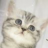 ウォーターメロン profil fotoğrafı