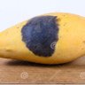 Profilbild von My Mango @ Principe Di Savoia was Rotten