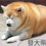 carrie 的头像