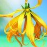fleur d'ylang 的头像
