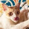 Pussy Galore 💙 profil fotoğrafı