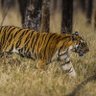 eyeOfTheTiger profil fotoğrafı