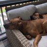 Dog Mom 的头像