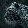 Legend Leopard profil fotoğrafı