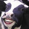 FlatulentCow's profile picture