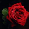 ะคะพัะพ ะฟัะพัะธะปั Red rose