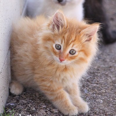 WishesRescue's profile picture