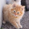 Whiskers 'N' Wishes Sanctuary profil fotoğrafı