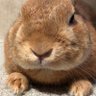 うさぎのふく 的头像