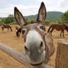 Profilbild von Animal