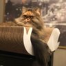 Pisi's profile picture