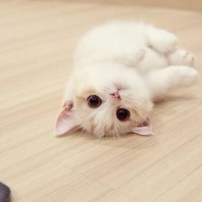 MNormalll's profile picture