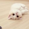 แมวเป้า 😗🐈's profile picture
