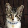 Фото профиля Aya🐈