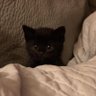 🖤 profil fotoğrafı