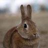 ごめす profil fotoğrafı