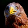 OnlyHawks's profile picture