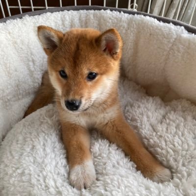 Ronbon_k's profile picture