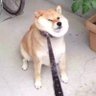 勇敢的心 的头像