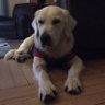 Dug N’ Haley Home's profile picture