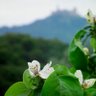 ChicoMaravilhas 的头像