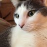 Katty McCatnip🇺🇸🌊☮️🦋 profil fotoğrafı