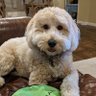 junior's profile picture