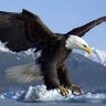 Tông Trung Quốc profil fotoğrafı
