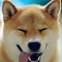 xiaojiangou0's profile picture