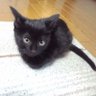 Фото профиля ゆい@10/30·31は妖怪百歌物語