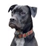 Фото профиля D C