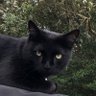Фото профиля Spideycatsays
