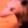 Profilbild von #1SpiritFan4ever