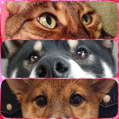 柴犬🐶姫・夢ちゃん時々ベンガル🐱ミーナちゃん・・・のパパ's profile picture