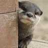 クラゲ(海月) profil fotoğrafı