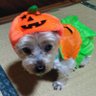 コタ郎💜💛💚🐶🌈 profil fotoğrafı